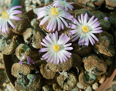 Conophytum ernstii subsp. cerebellum