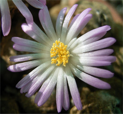 Conophytum ernstii subsp. cerebellum