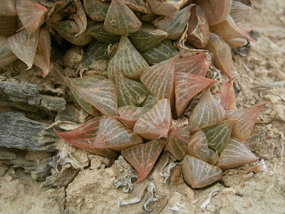 Haworthia acuminata