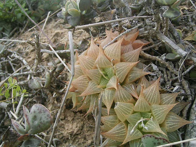 Haworthia acuminata
