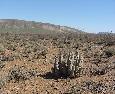 Hoodia pilifera spp. annulata