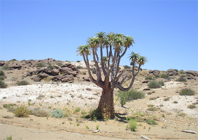 Aloe pillansii