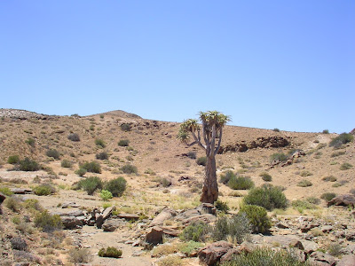 Aloe pillansii
