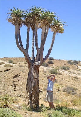 Aloe pillansii