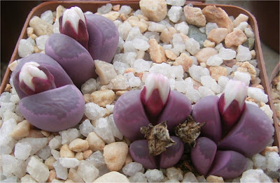 Lithops optica cv. rubra