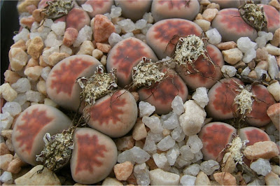 Lithops karasmontana ssp. karasmontana var. lericheana