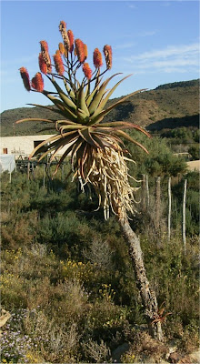 Aloe rupestris