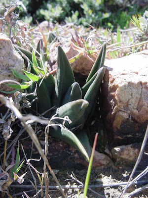 Haworthia sordida var. sordida