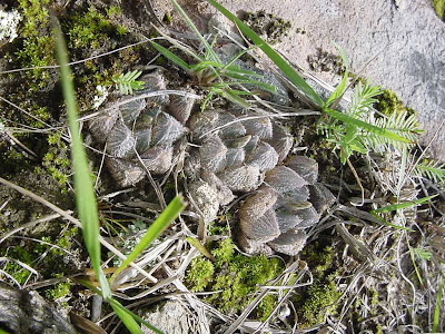 Haworthia cooperi var.venusta