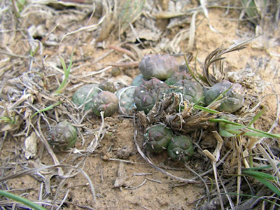 Euphorbia globosa