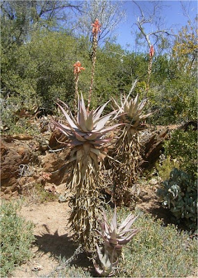 Aloe lineata var. lineata