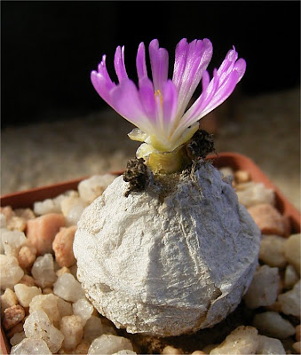 Conophytum burgeri