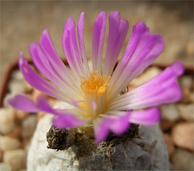 Conophytum burgeri