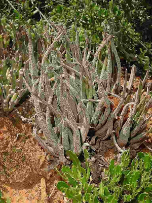 Haworthia radula