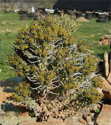 Euphorbia multiceps pyramidalis
