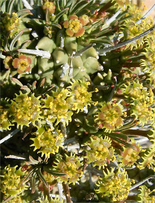 Euphorbia multiceps pyramidalis