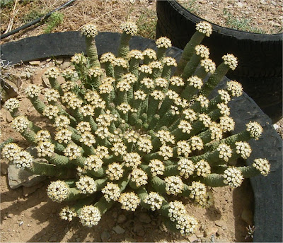 Euphorbia esculenta