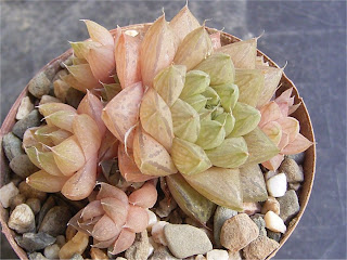 Haworthia reddii