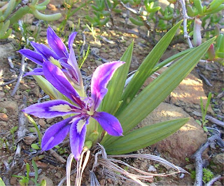 Babiana sambucina
