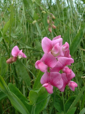 Sweet Pea Seeds Sweet Pea Seeds