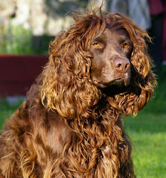 Hunden Svante