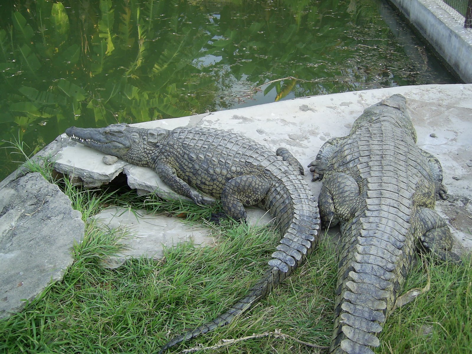 [Crocs.JPG]