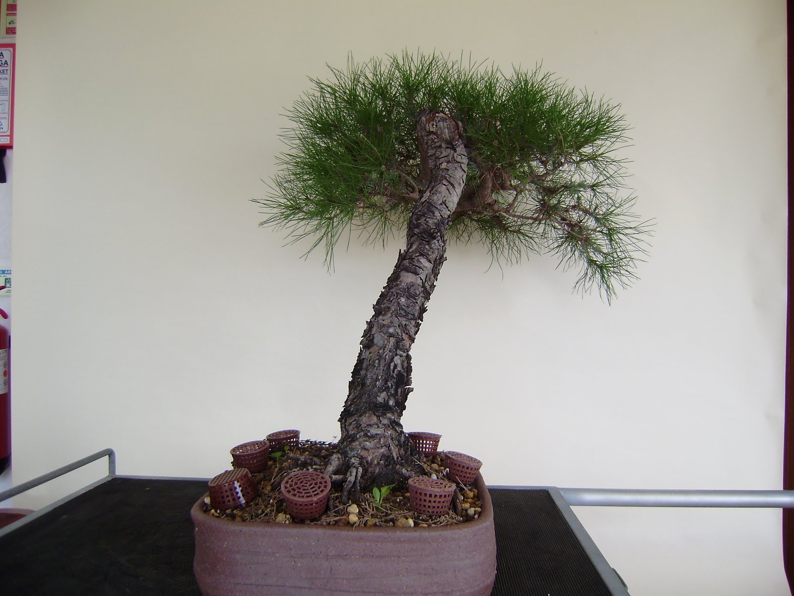 Pinus Pinea