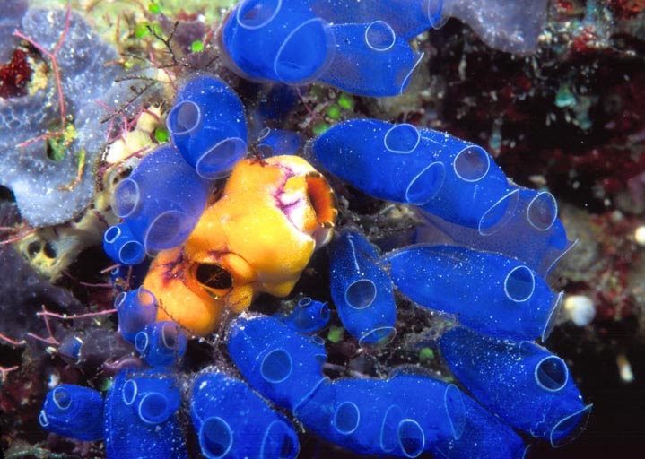 Porifera REPRODUCTION