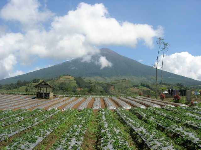 G.SLAMET DAN ARGOWISATA STROWBERRY