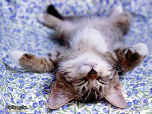 Puppies And Kittens puppy and kittens pictures. Puppies And Kittens