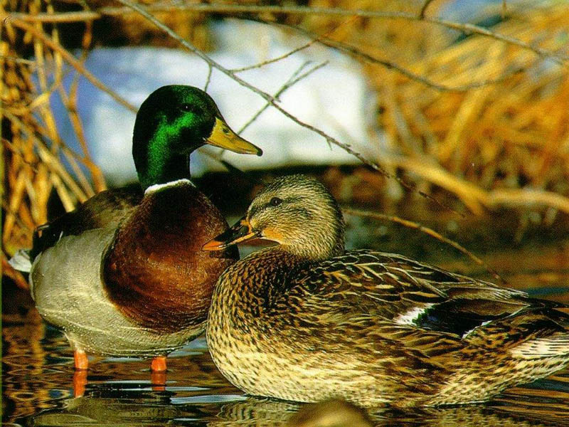 [Anatre.jpg]
