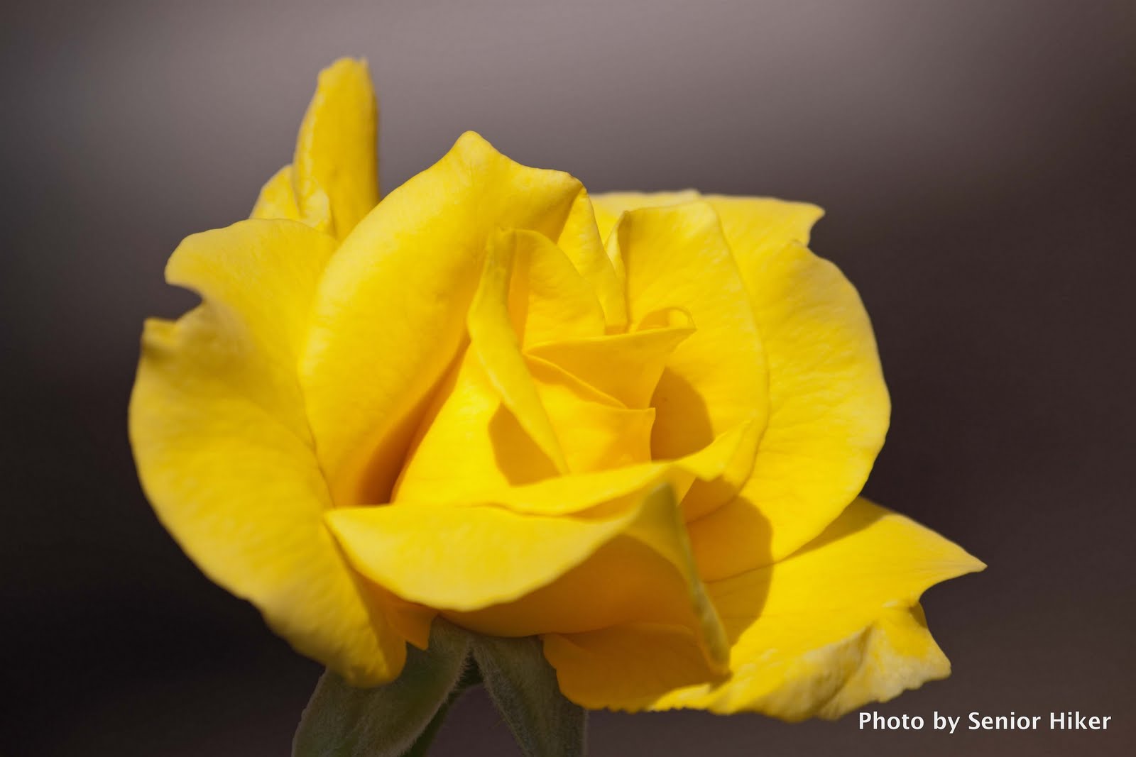 Midas Touch Rose
