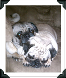 Our Pugs