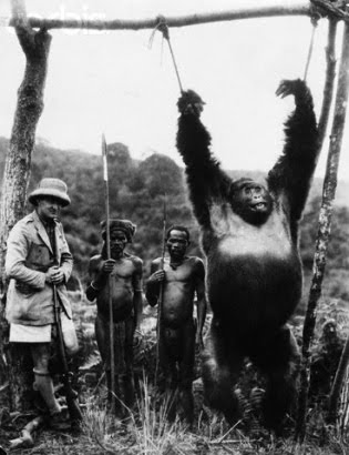 Gorillas Hunting