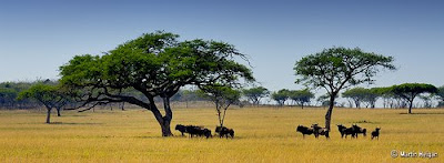 Wildebeest and Acacia