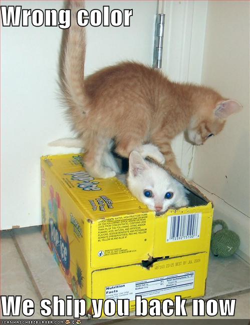 Elizabeth funny images of kittens. Elizabeth