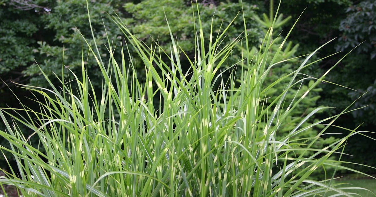 a maritime gardener Zebra Grass