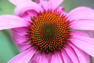 purple coneflower