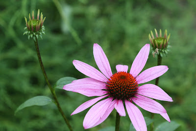 purple coneflower