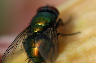 green bottle fly