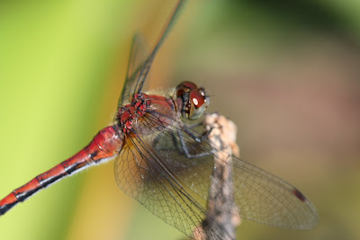 damsel fly