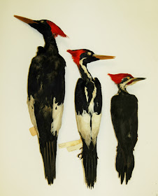 Ivory-billed Woodpecker - IBWFound: As it Happens!: Ivory-billed Woodpecker