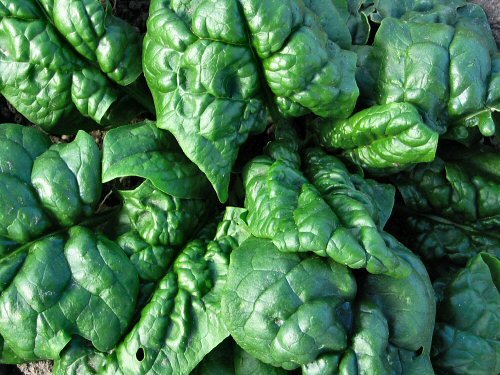 [sum2007_spargo_spinach.jpg]