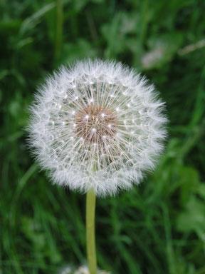 [dandelion2.jpeg]