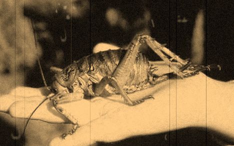 Foot Long Beetle