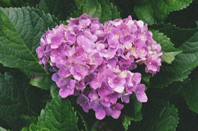 [hortensia.bmp]