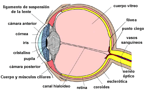 PARTES DEL OJO HUMANO