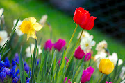 Tuesday, February 1, 2011 (spring)
