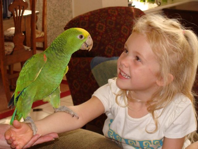 pictures baby parrots