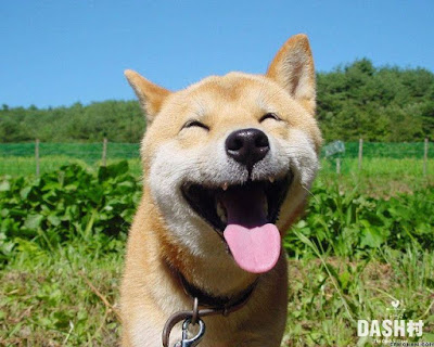 laughing+dog.jpg